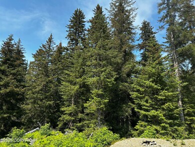Many mature spruce