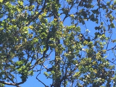 Another glimpse into the skies thru the branches of the Ohia tree.
