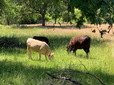 Lush irrigated pastures