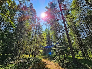 Take a Walk in Your Woods