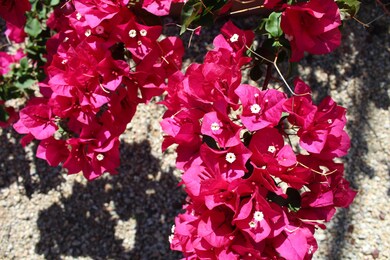 Gorgeous Bougainvillea!