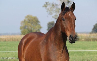Zoned for Horses