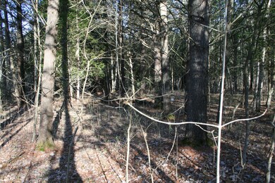 Mature white pines