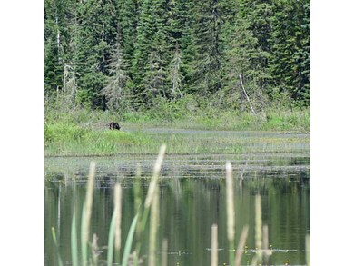 Other. Wildlife