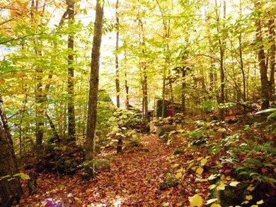 The camp in the woods