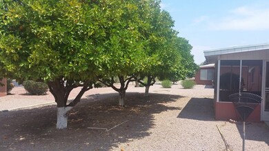 Mature citrus trees