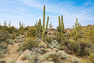 Saguaro Studded