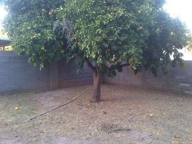 Backyard grapefruit tree