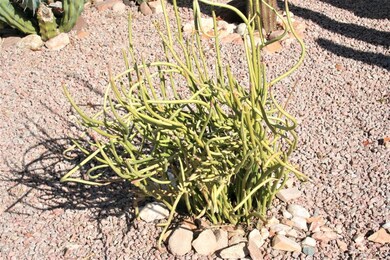 756 E Gary Dr, Chandler, AZ 85225 - photo 6