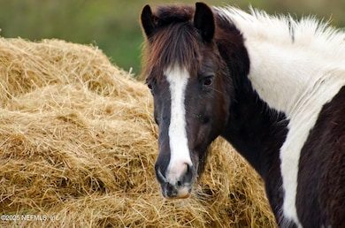 horse feeding time