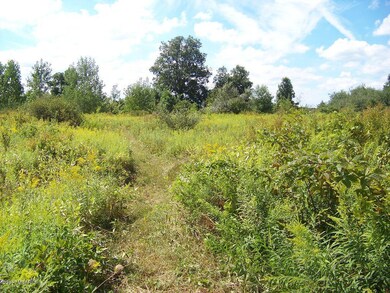Fawn Path5