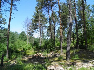 Scotch pine