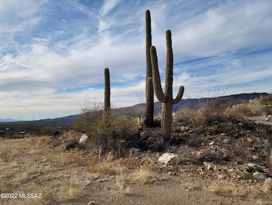 Typical Saguaro Stand