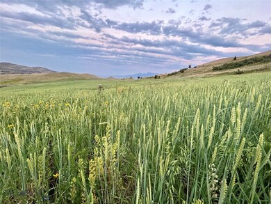 Grain Field