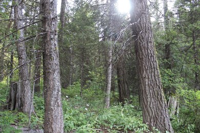 Mature Trees Throughout