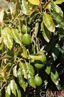 Mature Hass Avocado trees that produce.