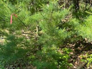 Lot #4 Bonnie Way, Winterport, ME 04496 - photo 7