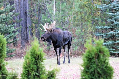 Bull Moose2
