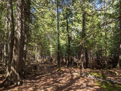 Cedars