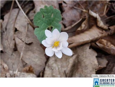Another of the wildflowers on Lot 2.