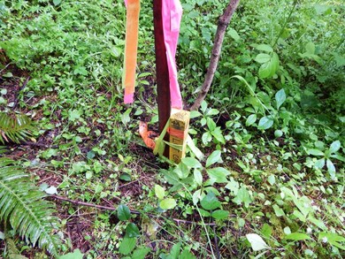 14630 164th Ln SE, Rainier, WA 98576 - photo 5