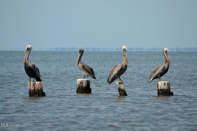 Pelicans in Long Beach