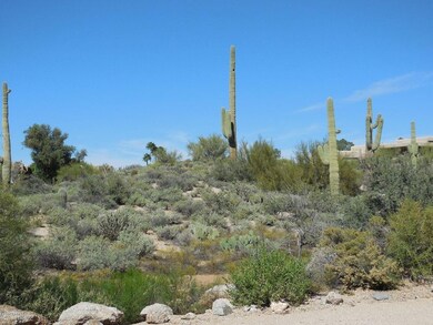 Natural Desert Vegetation