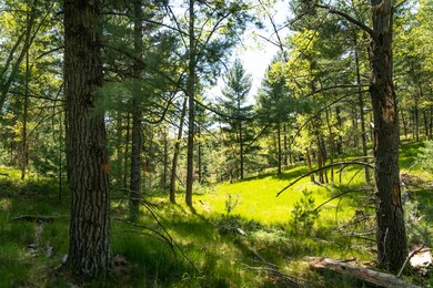Nugent Lake 8