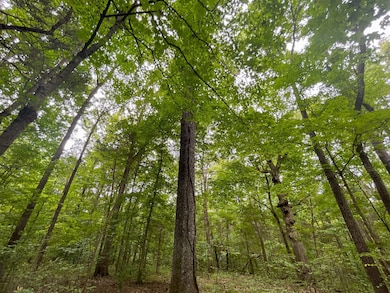 0 Halls Creek Rd, Olaton, KY 42361 - photo 3