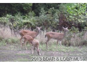 Whitetail deer