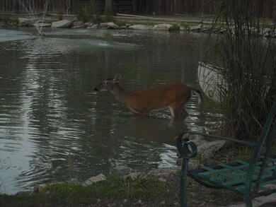 Photo_Deer View of Pond 1_01_08_2020
