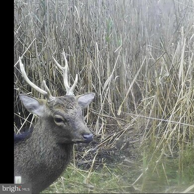 2465 Andrews Rd, Crapo, MD 21626 - photo 5