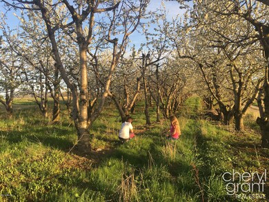 Cherry Orchard