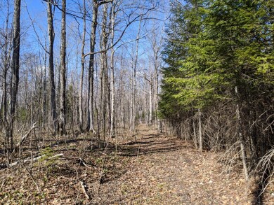 old logging trail