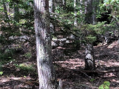Stately lodge pole pines, crisp...