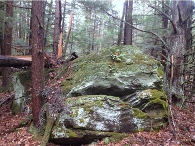 Peaceful woods