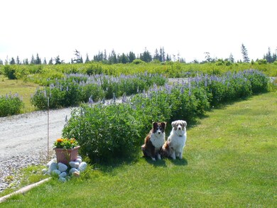 Lupine borders the driveway
