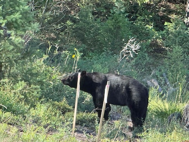 599 Pineview Rd, Pagosa Springs, CO 81147 - photo 3