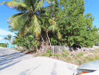 Coconut trees