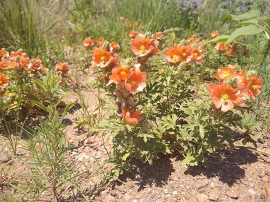 1205 N Whitetail Ln unit 347, Pueblo West, CO 81007 - photo 3