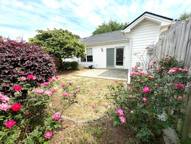 Backyard Roses
