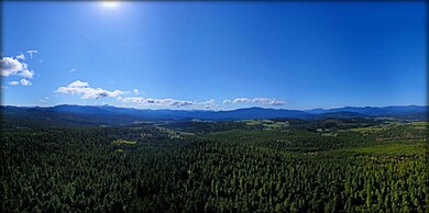 forest wilderness