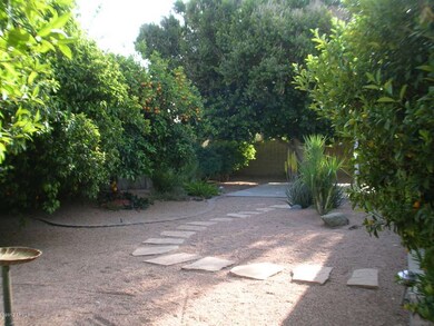 Shady Backyard