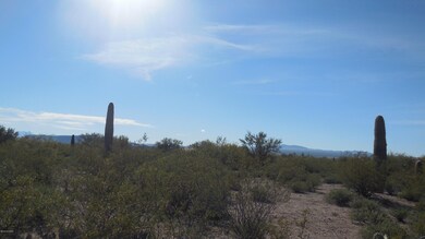 Many Saguaros