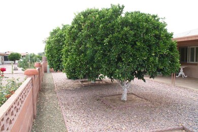 Citrus trees