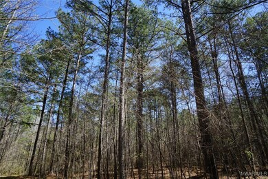 200 Old Barnes Rd, Pine Level, AL 36065 - photo 5