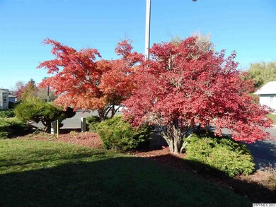 Lovely Fall Maple