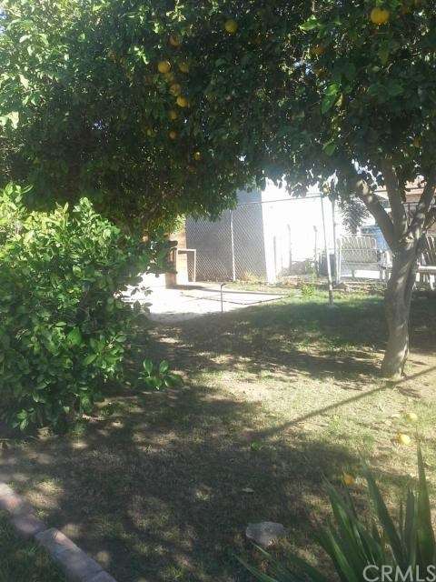 Lemon Tree
