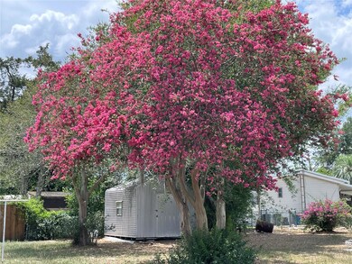 Neighbors beautiful blooming crape mertal