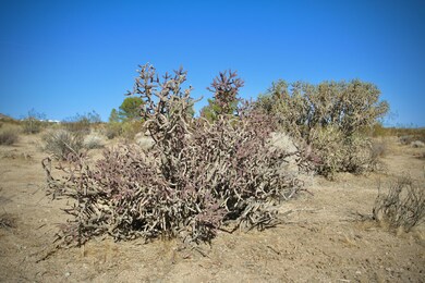 IMG_4029